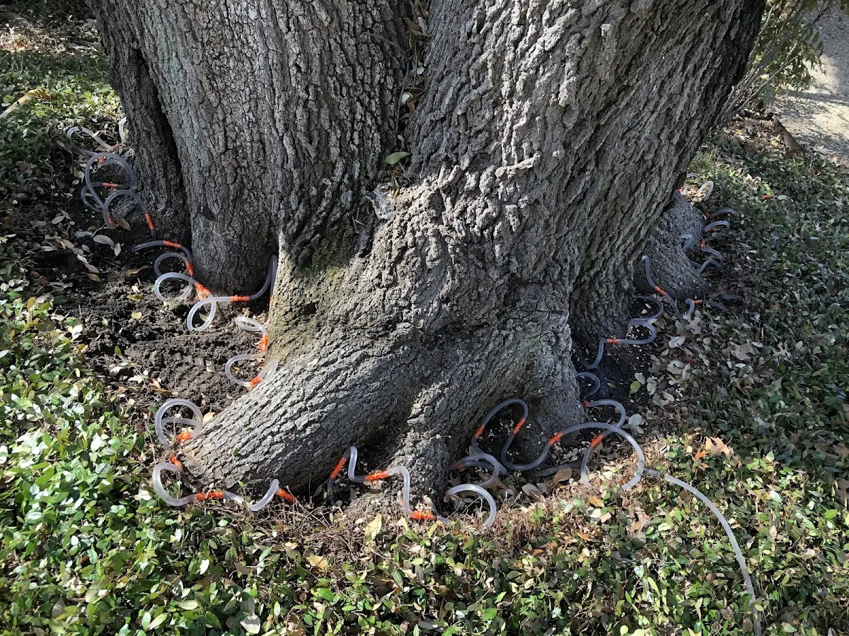 Detailed Tree Cabling and Bracing job site in Laramie