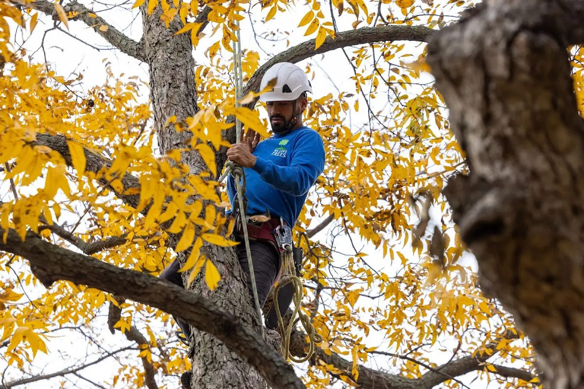 Skilled Storm Damage Cleanup crew working in Laramie